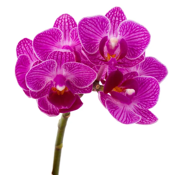 Orchid flowers bouquet — Stock Photo, Image