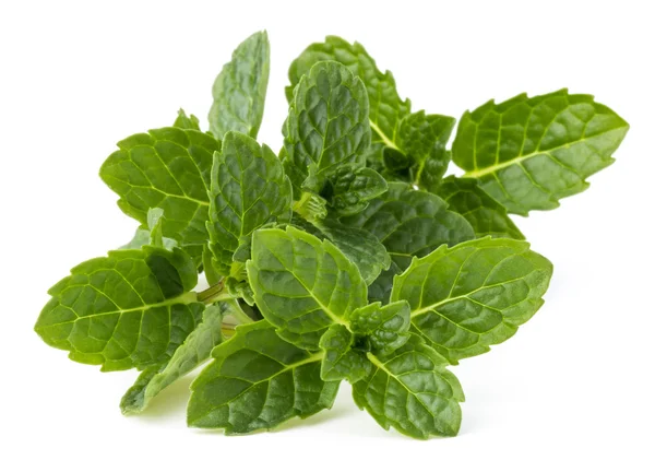 Fresh mint herb leaves — Stock Photo, Image