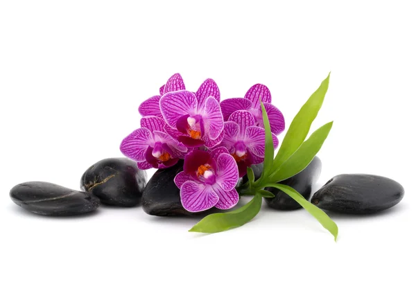 Calhaus e flores de orquídeas de zen — Fotografia de Stock