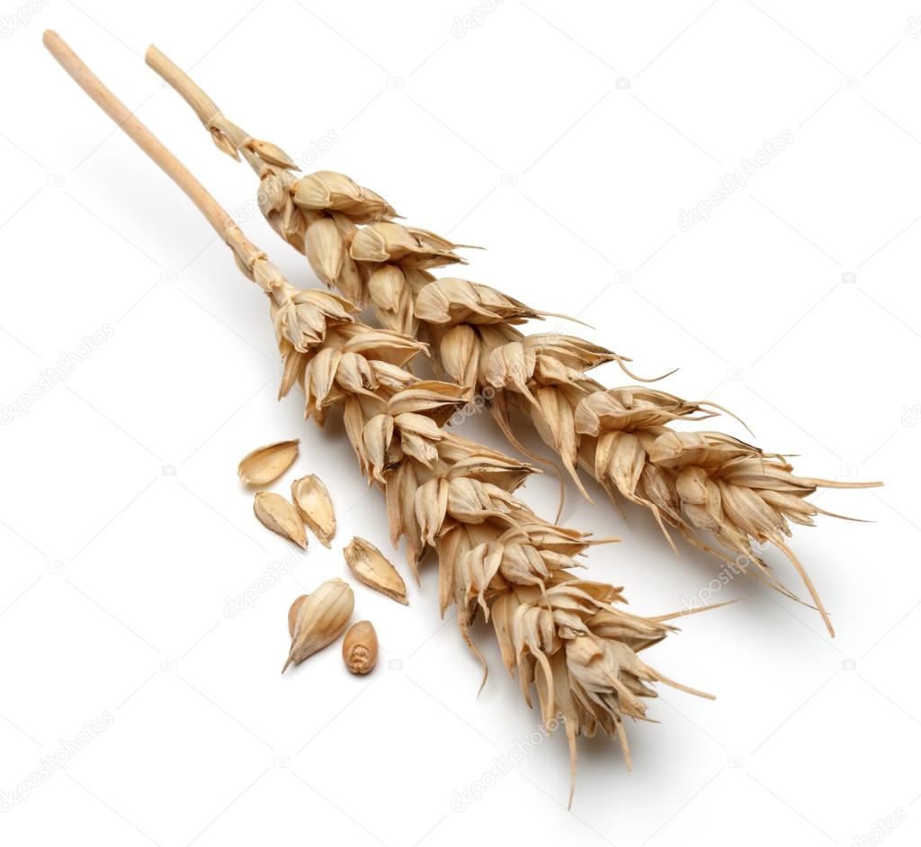 ripe wheat ears