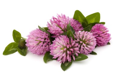 Yonca veya trefoil çiçek