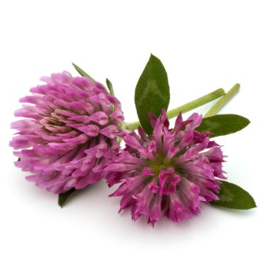 Yonca veya trefoil çiçek