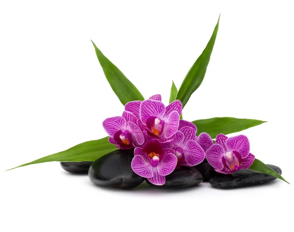 Calhaus e fluxos de orquídeas Zen — Fotografia de Stock