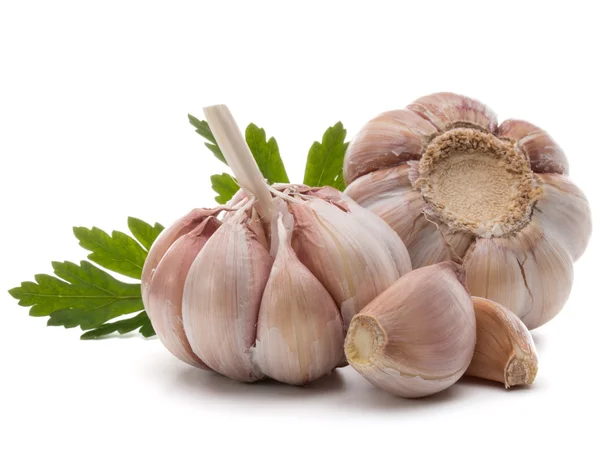 Garlic bulbs and parsley herb — Stock Image Garlic bulbs and parsley herb Stock Picture