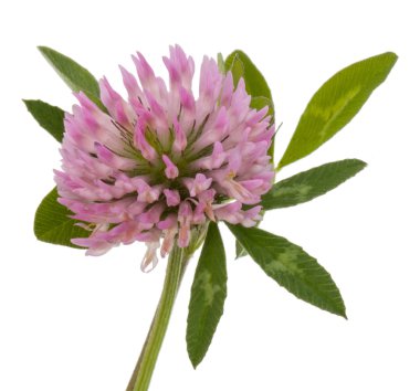 Yonca veya trefoil çiçek