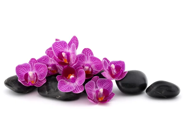 Ciottoli zen e fiori di orchidea — Foto Stock
