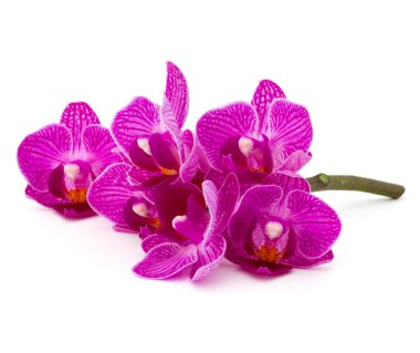 Orkide çiçek buketi
