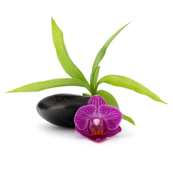 Zen seixo e flor de orquídea — Fotografia de Stock
