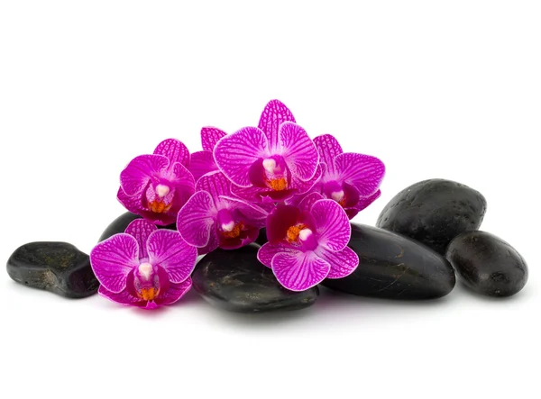 Zen oblázky a květy orchidejí — Stock fotografie