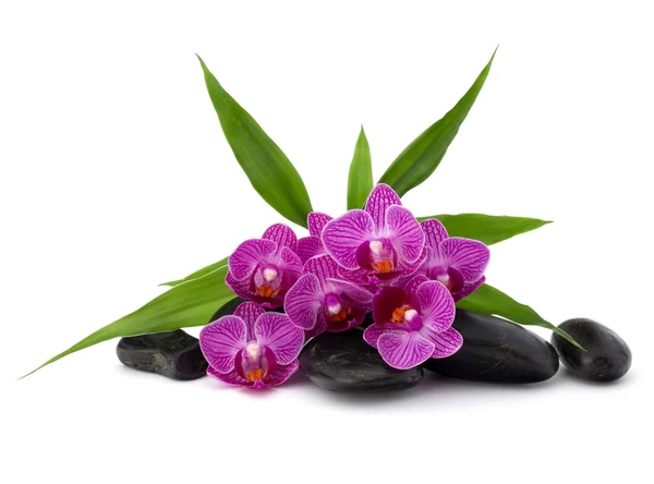 Ciottoli zen e fiori di orchidea — Foto Stock