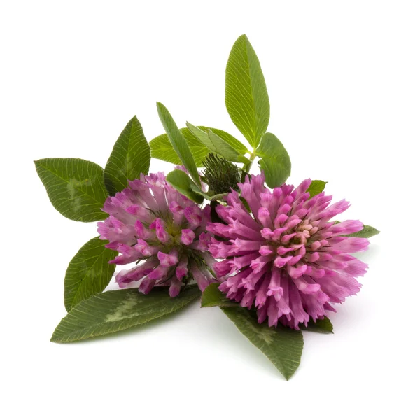 Clover or trefoil flowers — Stock Photo, Image