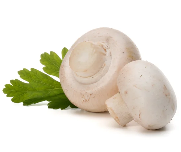 Champignons and parsley herb — Stock Photo, Image