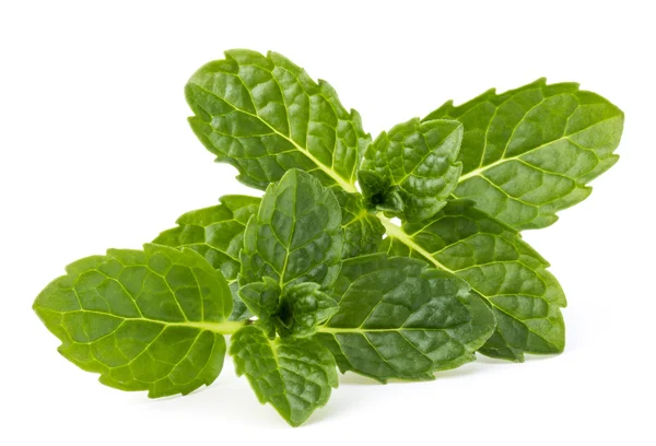 Fresh mint herb leaves — Stock Photo, Image