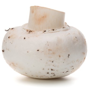 Taze çiğ Champignon