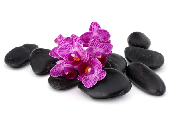Zen-Kieselsteine und Orchideenblume — Stockfoto