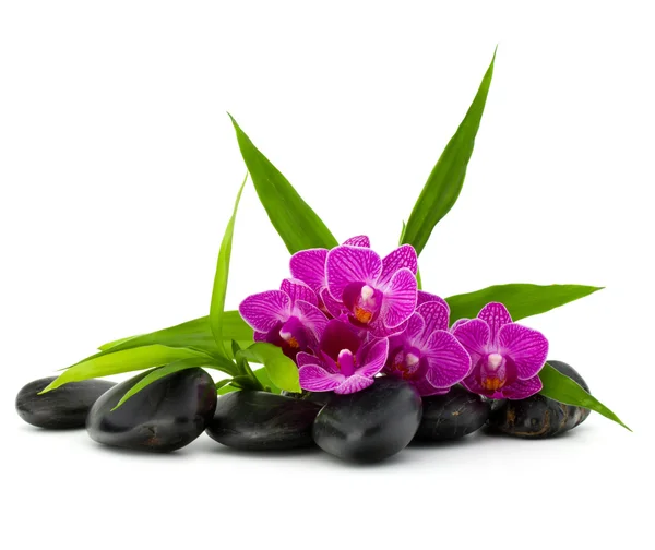 Galets zen et fleur d'orchidée — Photo