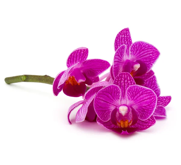 Ramo de orquídeas cabeza de flor —  Fotos de Stock