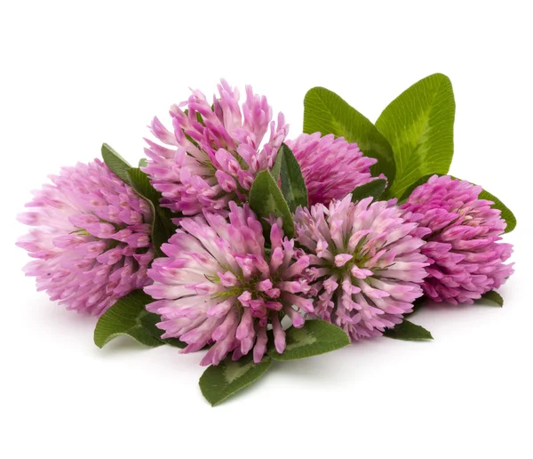 Heilkraut Kleeblume — Stockfoto