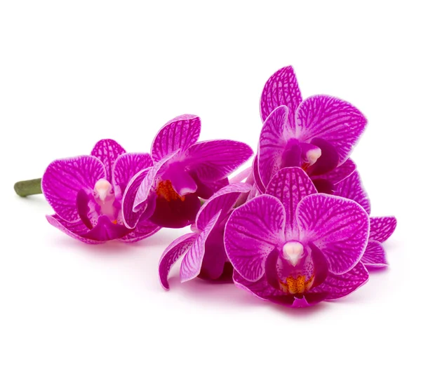 Ramo de orquídeas cabeza de flor —  Fotos de Stock