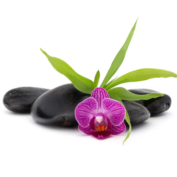 Zen oblázky a orchidej květina — Stock fotografie