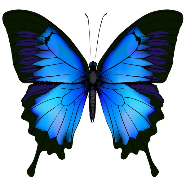 Blue butterfly papilio ulysses. Mountain Swallowtail isolated — Stock Vector