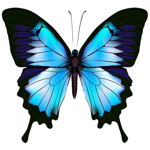 Mariposa vector ilustración — Archivo Imágenes Vectoriales