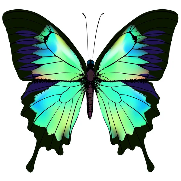 Mariposa vector ilustración — Archivo Imágenes Vectoriales