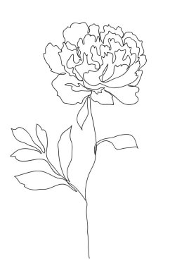Güzel şakayık çiçeği. Çizgi sanatı konsepti. Devamlı çizgi çizimi. Şekil verilmiş çiçek sembolü. Vektör illüstrasyonu