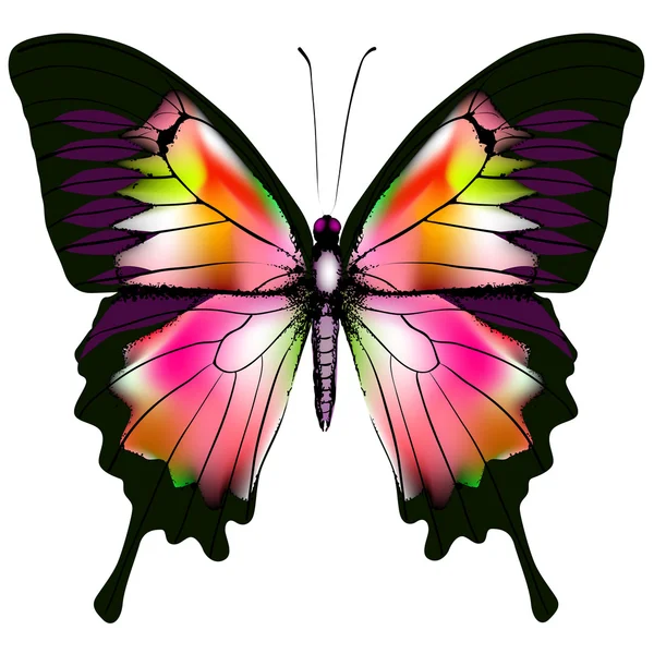 Mariposa. — Vector de stock