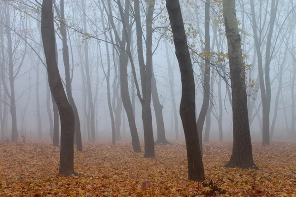 Bosque brumoso en otoño — Foto de Stock