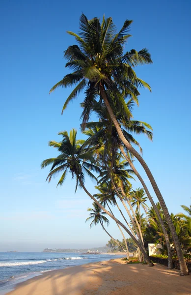 Tropischer Strand mit Kokospalmen — Stockfoto