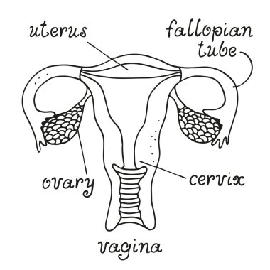 Uterus and ovaries anatomy clipart