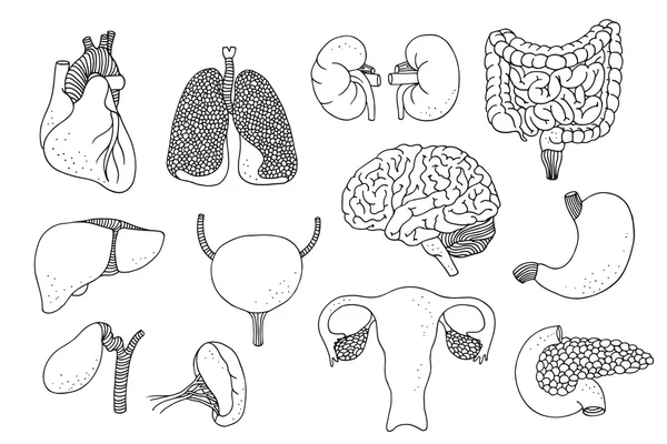 Hand drawn vector set of human internal organs — Stock Vector