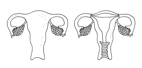 Illustrazione del vettore utero — Vettoriale Stock