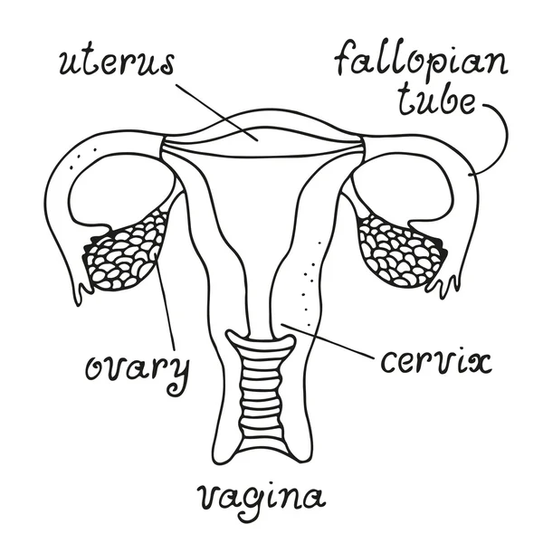 Uterus and ovaries anatomy — Stock Vector