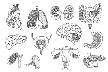 İnsan organlarını set vektör