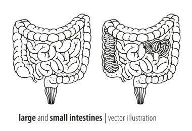 Large and small intestines vector illustration, section clipart