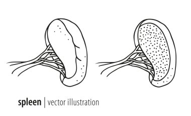 Spleen vector illustration clipart