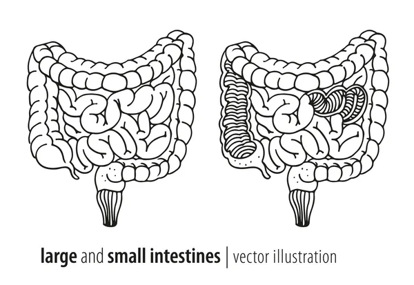 Large and small intestines vector illustration, section — Stock Vector