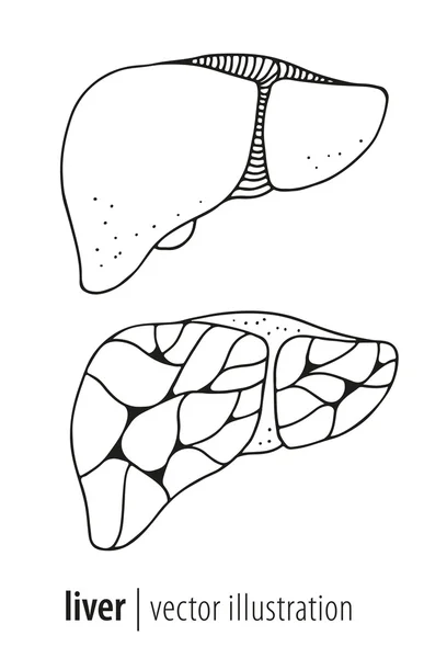 Human liver and gallbladder anatomy illustration — Stock Vector