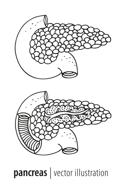 Pankreas humanas anatomia seção vetor ilustração —  Vetores de Stock