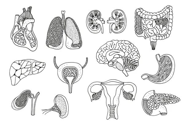 Human organs vector set — Stock Illustration Human organs vector set Stock Illustration