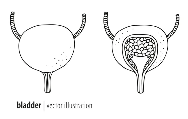 Human bladder vector illustration, cross section — Stock Illustration Human bladder vector illustration, cross section Stock Vector