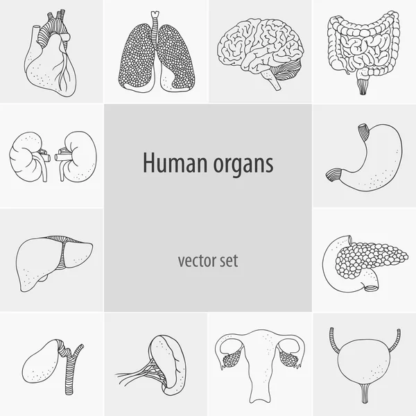 Menselijke vector organen — Stockvector