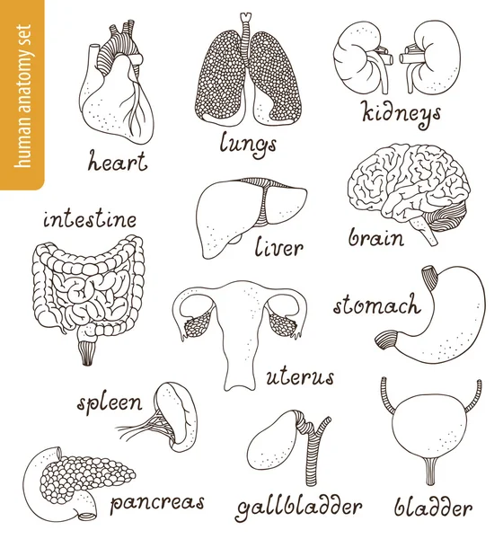 Conjunto de vector de anatomía aislado sobre fondo blanco — Vector de stock