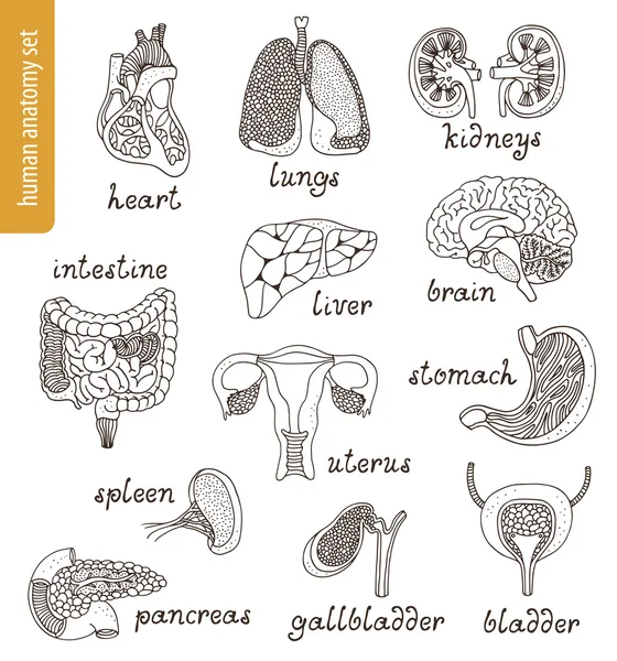 Vector anatomy set — Stock Vector