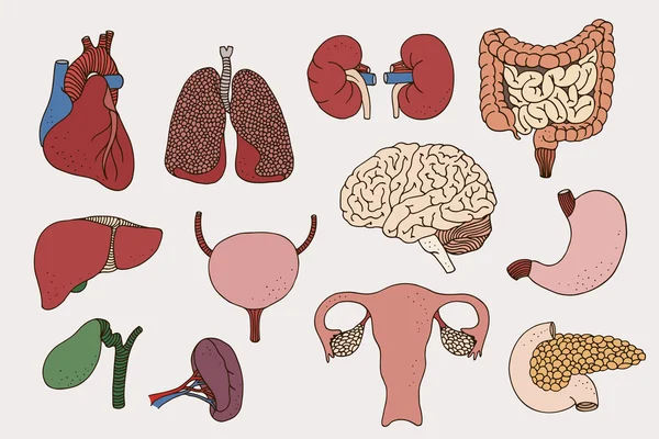 Human internal organs set — Stock Illustration Human internal organs set Vector Graphics