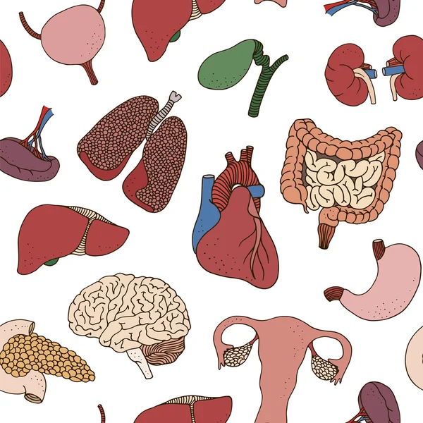 Seamless color human organs pattern — Stock Illustration Seamless color human organs pattern Royalty Free Stock Vectors
