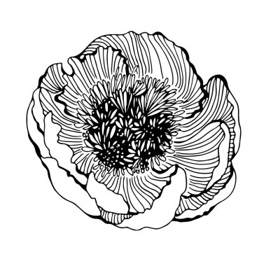 Beyaz arka plan üzerinde izole şakayık Dekoratif çiçek