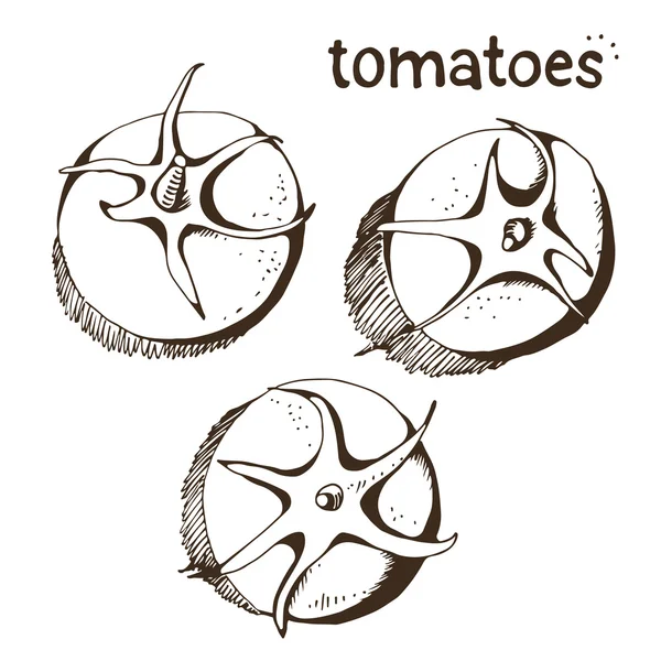 흰색 배경에 고립 된 토마토 설정 — 스톡 벡터